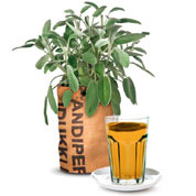 Kit de Cultura Plantas para Ch - Salva